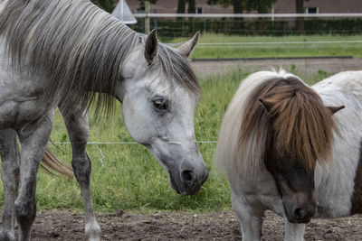 Horses standing in ranch