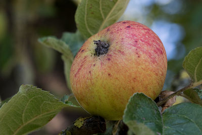 Close-up of apple on tree