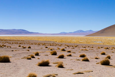 Scenic view of landscape against clear blue sky