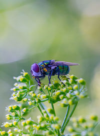 Close-up of insect on purple flower