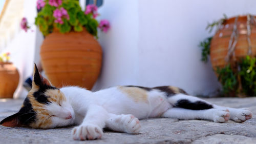 Close-up of a cat sleeping