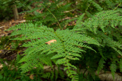 Close-up of green leaves