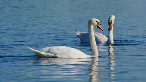 Swans swimming in lake