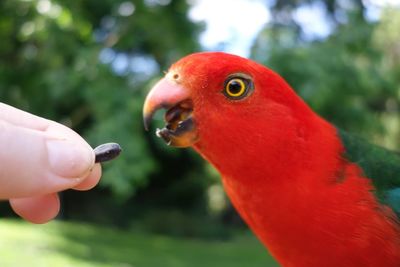 Cropped image of hand feeding australian king parrot