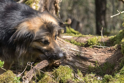 Close-up of dog looking away