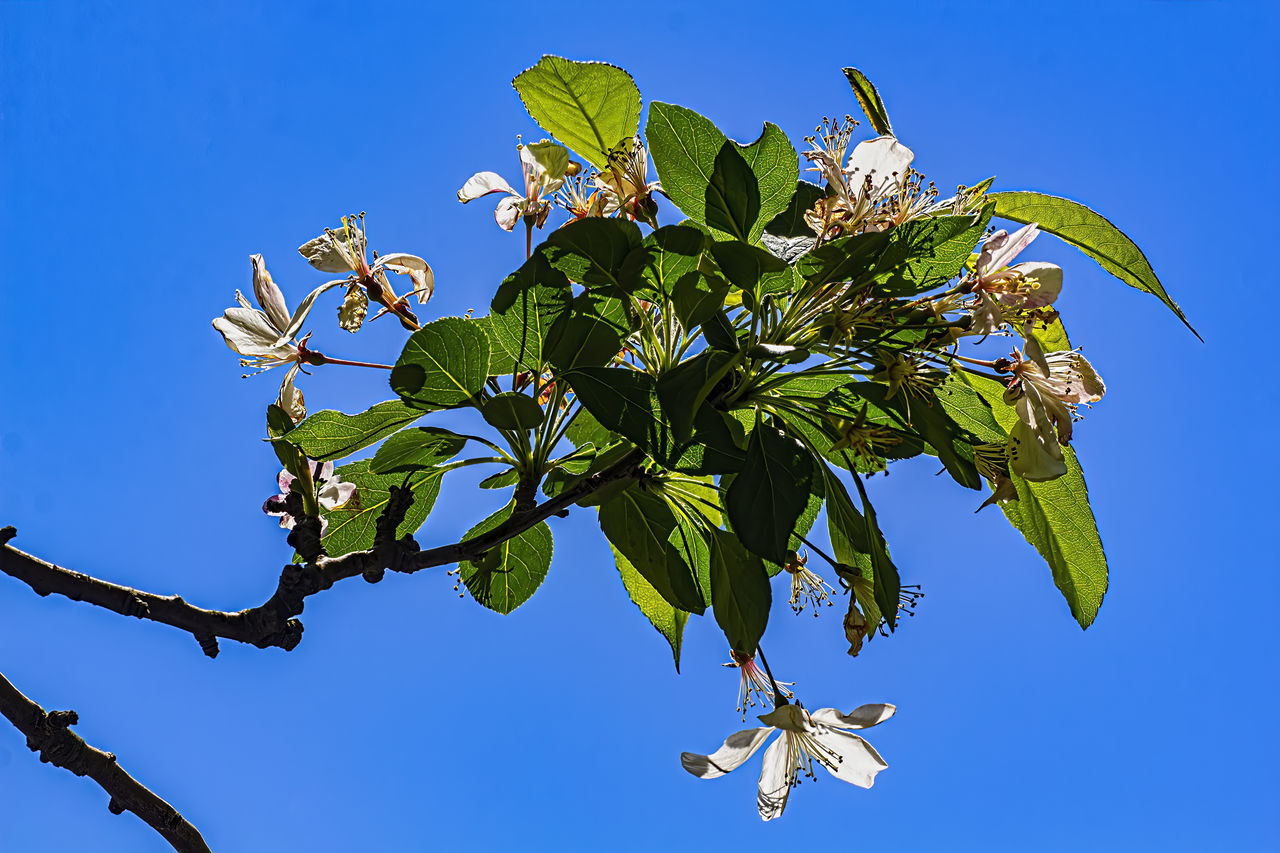 LOW ANGLE VIEW OF PLANT AGAINST BLUE SKY