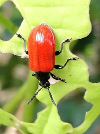 Close-up of red snake