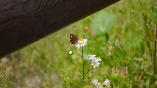 Close-up of bee pollinating on flower