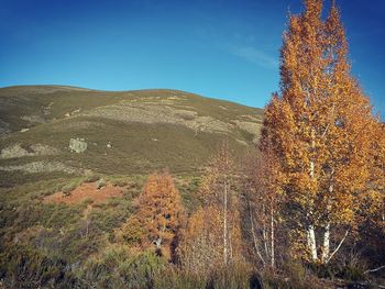 Scenic view of landscape against clear sky