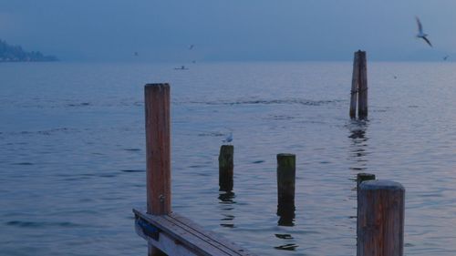 Seagull on wooden post in sea