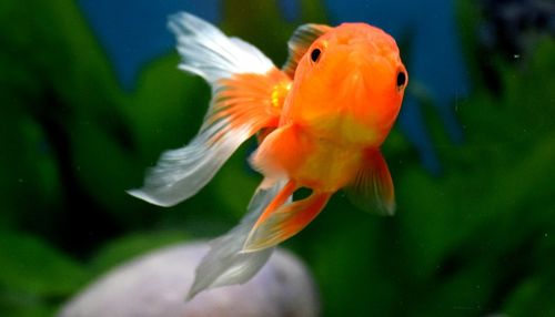 Close-up of orange fish swimming in water