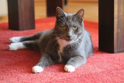 Portrait of cat relaxing at home