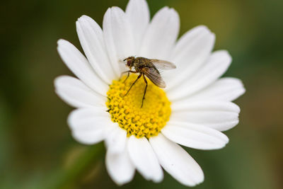 Close-up of bee on yellow flower