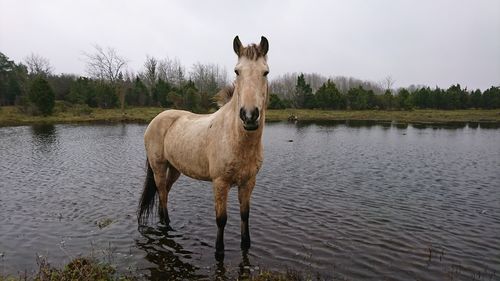 Horse standing in a lake