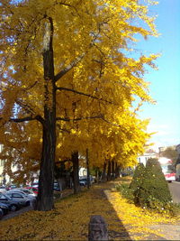 Autumnal leaves on tree trunk