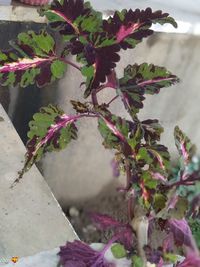 Close-up of potted plant