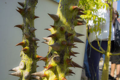 Close-up of succulent plant