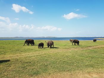 Horses grazing in a field