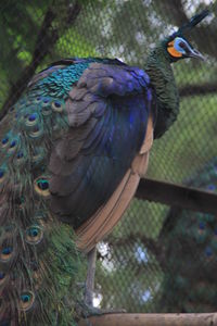 Close-up of bird perching on chainlink fence