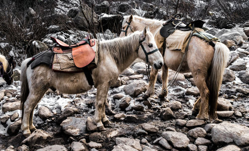 Horses standing on rock