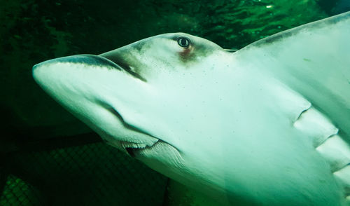 Close-up of fish swimming in sea