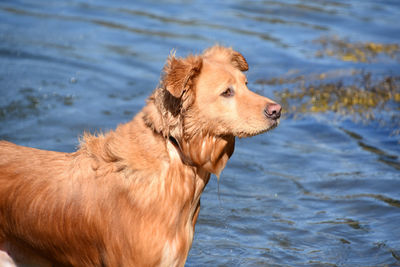 Dripping wet tolling retriever dog after a swim.