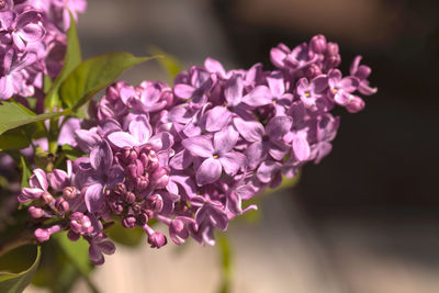 Close-up of pink flowers blooming in garden