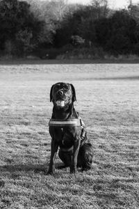 Portrait of dog sitting on field