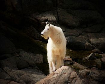 White cat lying on stone wall