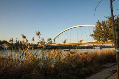 Plants and bridge over river against clear sky