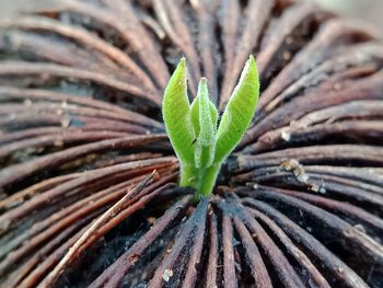 Full frame shot of plant