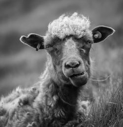 Close-up portrait of sheep on field