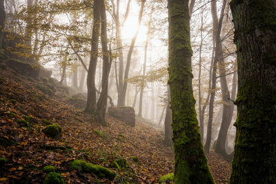 Trees in forest during foggy weather