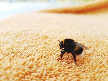 Close-up of insect on beach