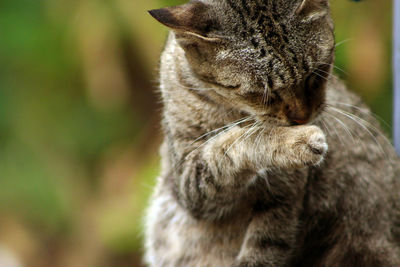 Close-up of a cat looking away