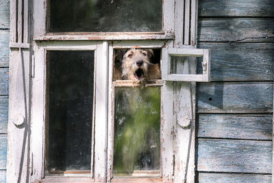 Barkling fluffy dog in retro window in summer suzdal