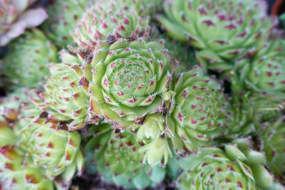 Succulent plant in the garden