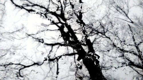 Low angle view of tree against sky