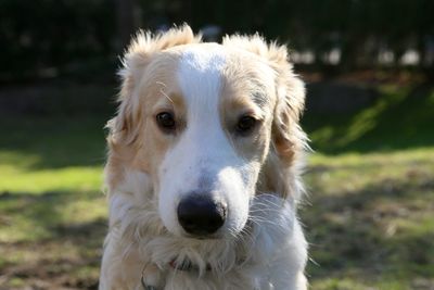 Close-up portrait of dog