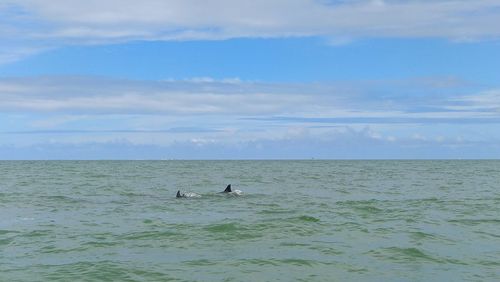 View of ducks swimming in sea