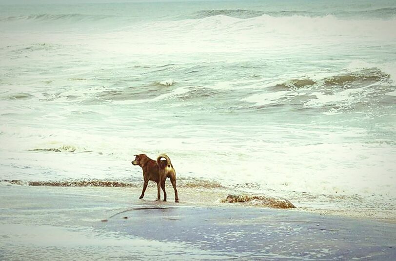 DOG ON BEACH AGAINST SKY