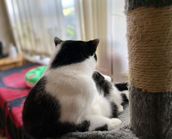 Close-up of a cat looking away at home