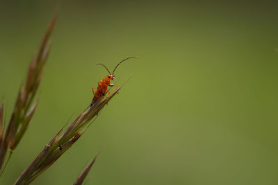 Close-up of insect on plant