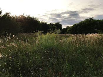 Scenic view of wheat field against sky