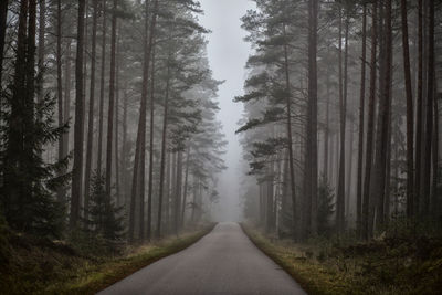 Empty road amidst trees in forest