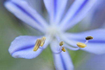 Close-up of purple flowering plant