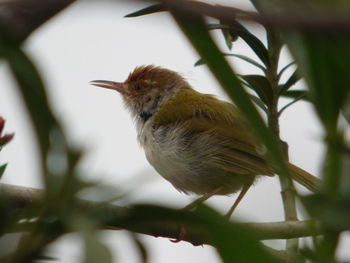 Close-up of bird perching on plant