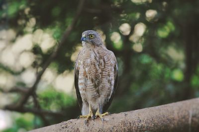 Close-up of bird perching on branch