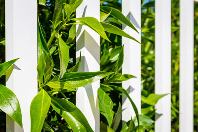 Close-up of leaves through metal fence