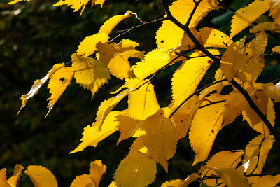 Close-up of leaves on ground